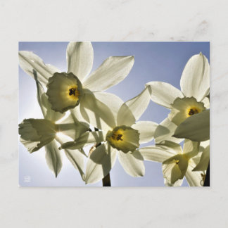 Narcissen die bloeien met een lente blauwe lucht  postcard