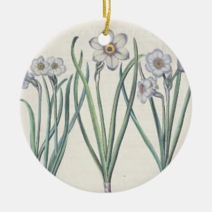 Narcissi: 1.Narcissus maximus medio purpureus; 2.N Ceramic Tree Decoration