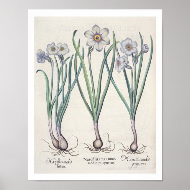 Narcissi: 1.Narcissus maximus medio purpureus; 2.N Poster (Front)