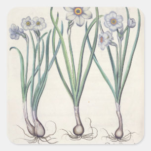 Narcissi: 1.Narcissus maximus medio purpureus; 2.N Square Sticker