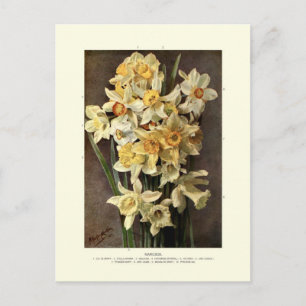 Narcissi Postcard