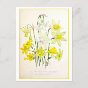 Narcissus Botanical Illustration Vintage Postcard