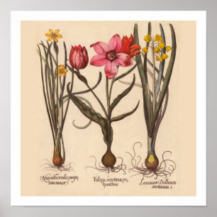 Narcissus Botanical Print