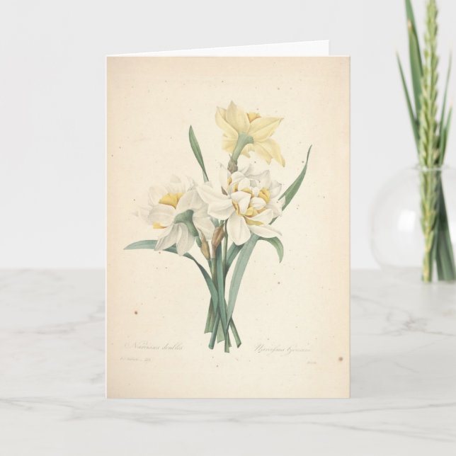 Narcissus by Redoute Botanical Sympathy Card (Front)
