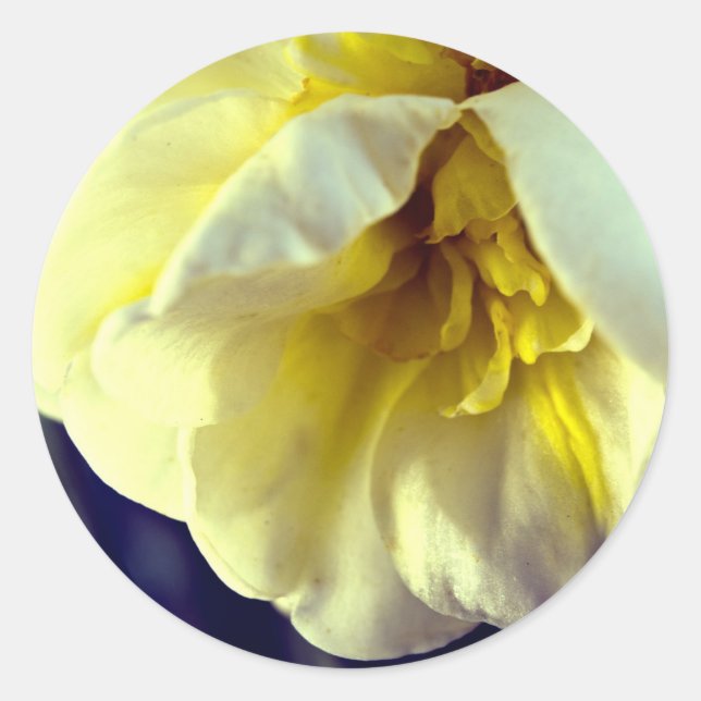 Narcissus Daffodil Classic Round Sticker (Front)