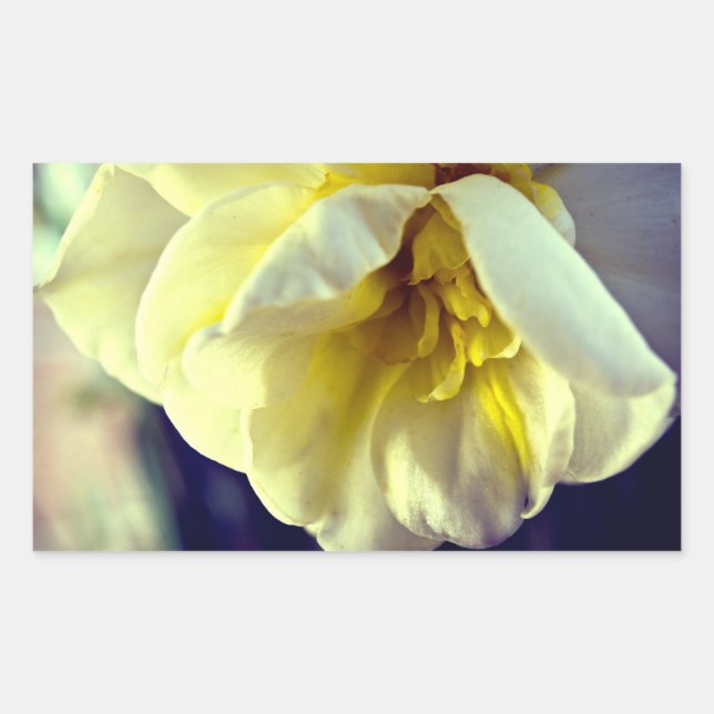 Narcissus Daffodil Rectangular Sticker (Front)