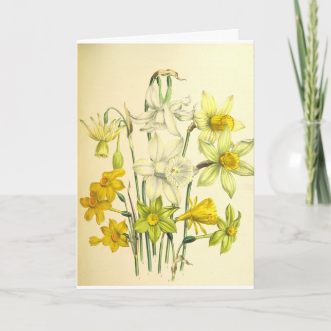 Narcissus Flower Sympathy Card (Front)