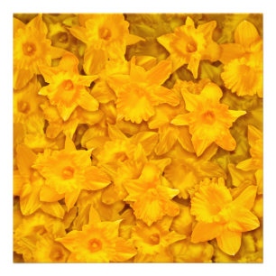 Narcissus Flowers Photo Print