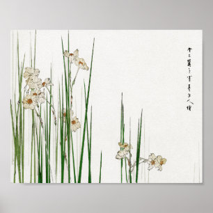 Narcissus jonquilla Flower, Watanabe Seitei Poster