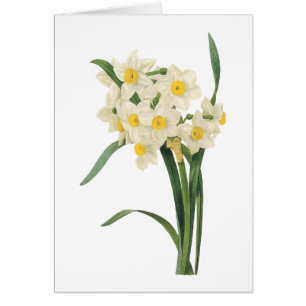 narcissus(Narcissus tazetta) by Redouté