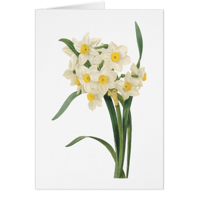 narcissus(Narcissus tazetta) by Redouté (Front)