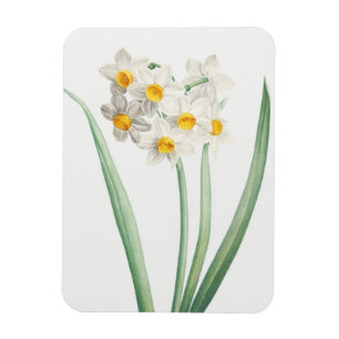 Narcissus, Pierre-Joseph Redouté, 1805 Magnet