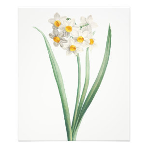 Narcissus, Pierre-Joseph Redouté, 1805 Photo Print