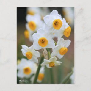 Narcissus [Postcard] Postcard