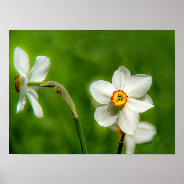 Narcissus Poster (Front)