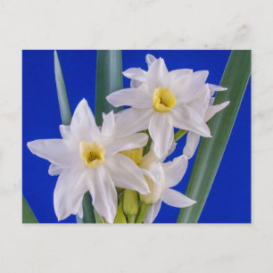 Narcissus Spring Postcard