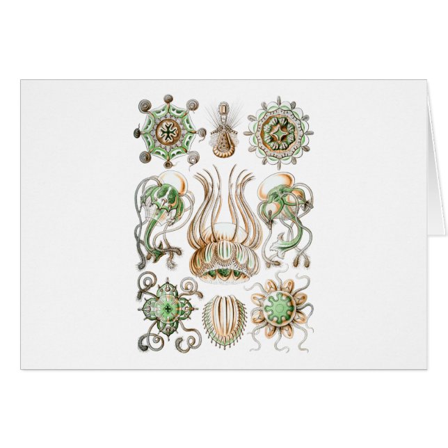 Narcomedusae (Front Horizontal)