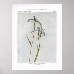 Narrow Blue Flag; Poison Flagroot Poster