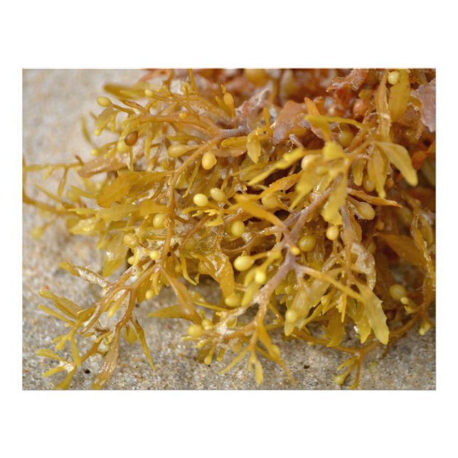 Narrowleaf Sargasso seaweed algae on sandy beach Photo Print (Front)