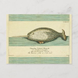Narwhal Antique Whale Watercolor Scientific Art Postcard