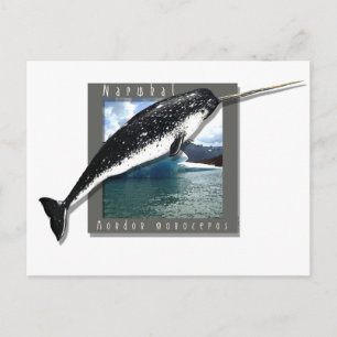 Narwhal Postcard