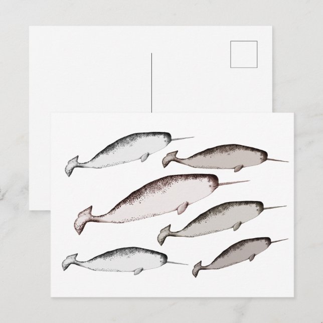 Narwhals Swim - Narwhal Whale Illustration Gift  Postcard (Front/Back)