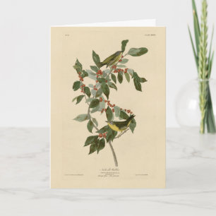 Nashville Warbler from Audubon's Birds of America Card