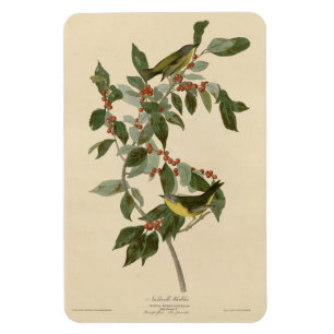 Nashville Warbler from Audubon's Birds of America Magnet