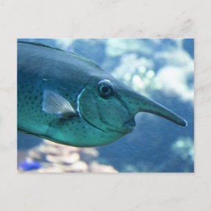 Naso brevirostris postcard