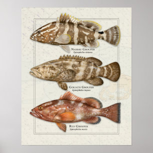 Nassau, Goliath, and Red Grouper Poster