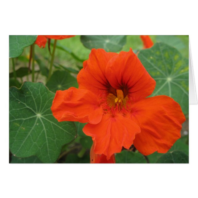 Nasturtium (Front Horizontal)