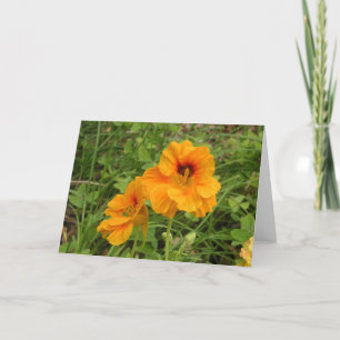 Nasturtium Card