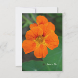 Nasturtium  card