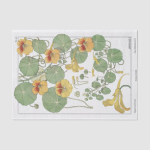 Nasturtium, Eugene Grassat's Botany Series Tissue Paper