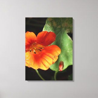 Nasturtium Floral Canvas Print