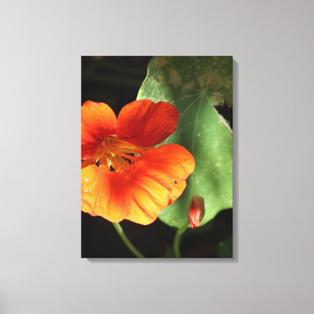 Nasturtium Floral  Canvas Print (Front)