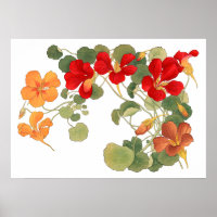Nasturtium flower , Japanese ukiyo e art