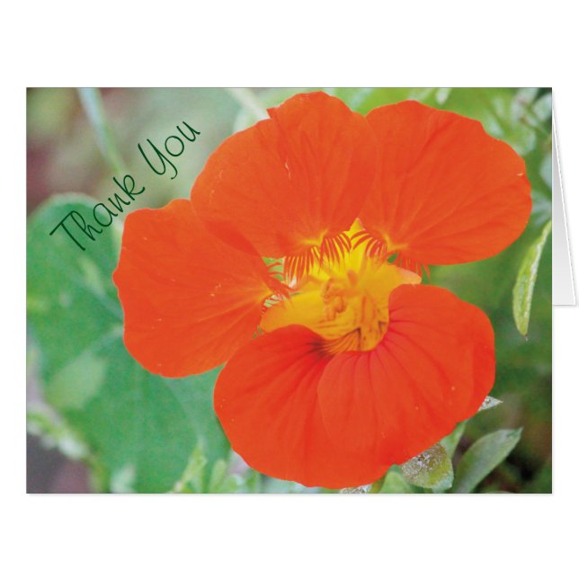 Nasturtium Flower Thank You (Front Horizontal)