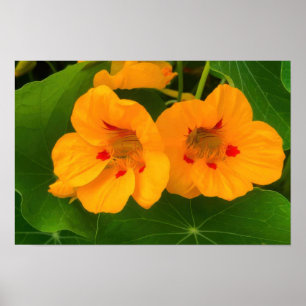 Nasturtium Flowers Poster