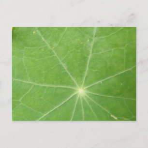 Nasturtium Leaf Postcard