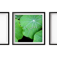 Nasturtium Leaves Pearl Water Drops Photography