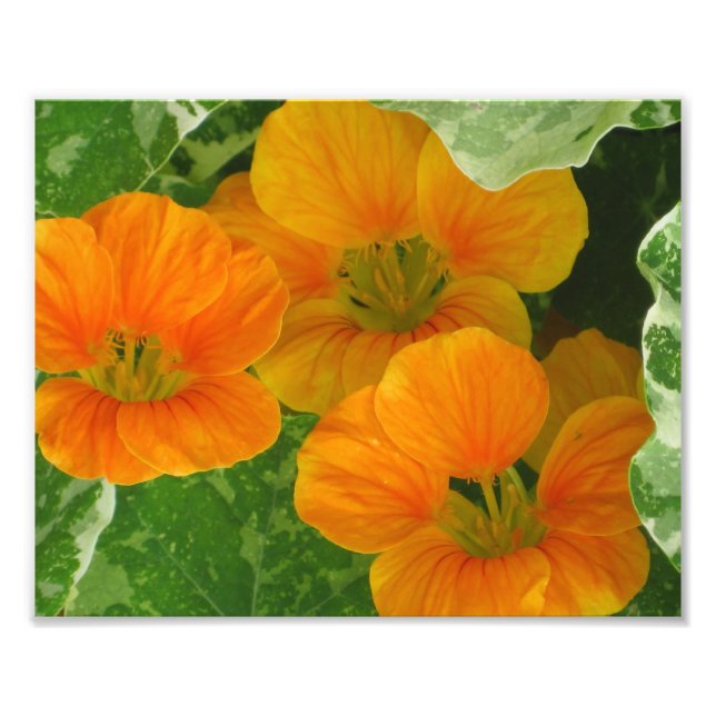 Nasturtium Photo Print (Front)
