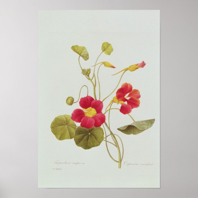Nasturtium Poster (Front)