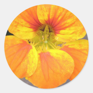 Nasturtium Sticker