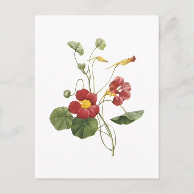 nasturtium(Tropaeolum majus) by Redouté Postcard (Front)