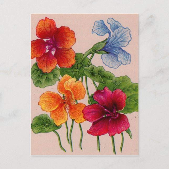 nasturtiums postcard (Front)
