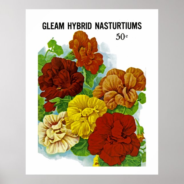 Nasturtiums Poster (Front)