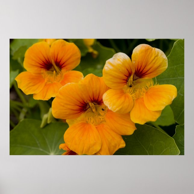 Nasturtiums Poster (Front)