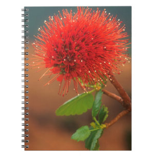 Natal Bottlebrush (Greyia Sutherlandii) Flower Spiral Notebook