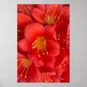 Natal Lily Flower Poster